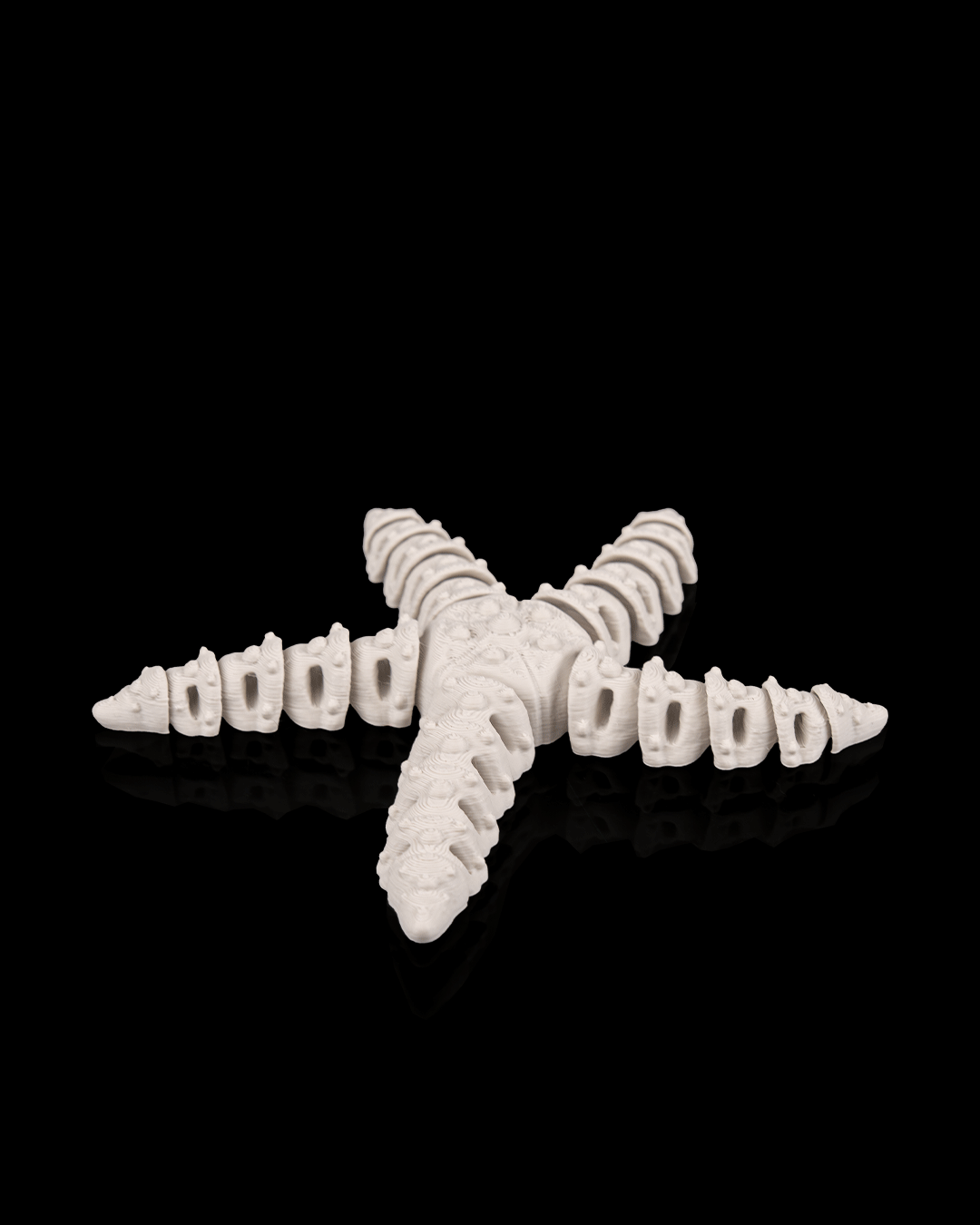 Skeleton Starfish (Bone White)