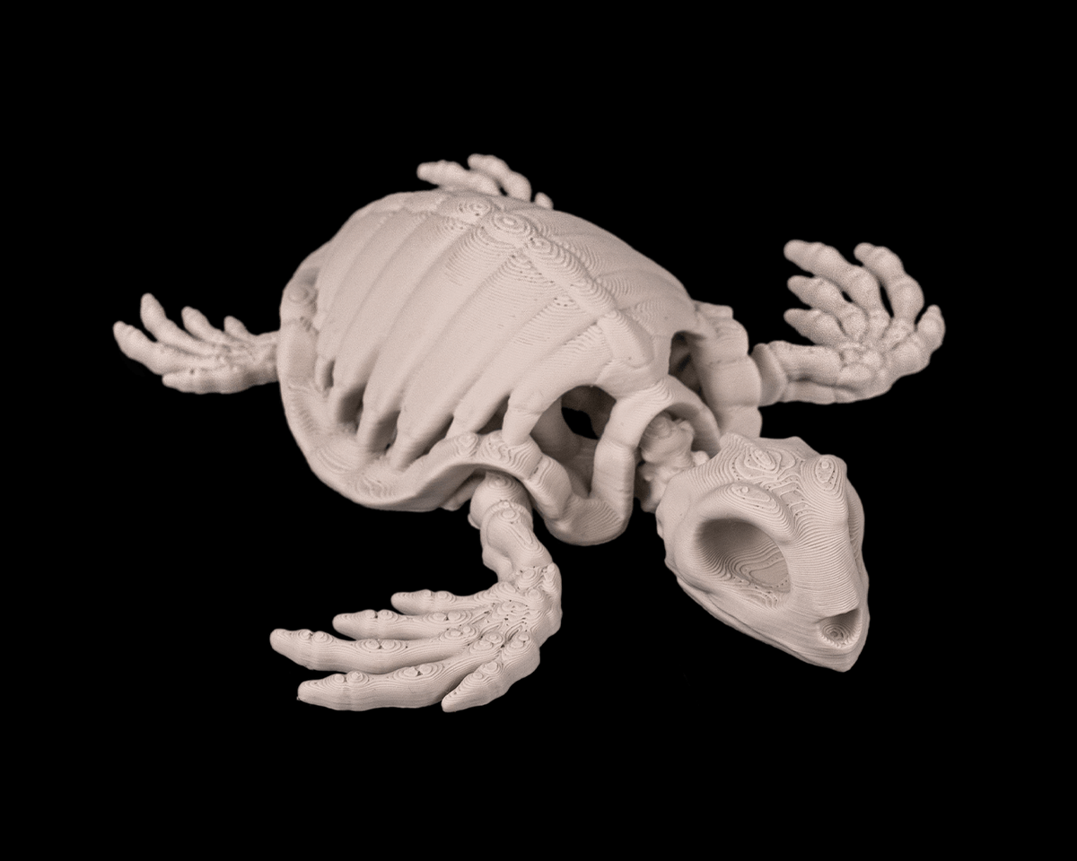 Skeleton Turtle (Bone White)